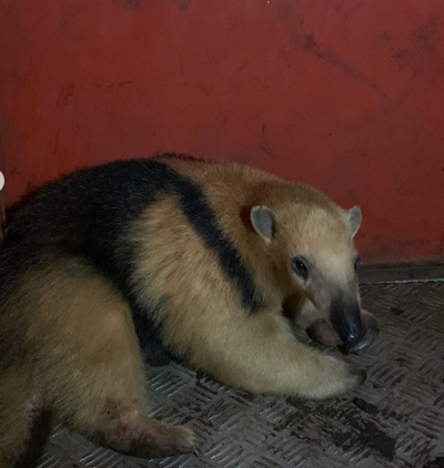 Elói Mendes: corpo de bombeiros captura tamanduá dentro de oficina